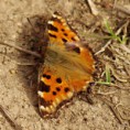 /album/babocka-jilmova/a2016-04-03-62-jpg/